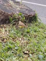 Machetornis rixosa