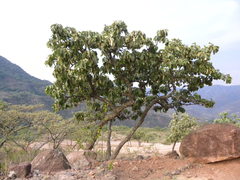Quercus resinosa