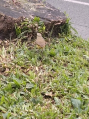Machetornis rixosa