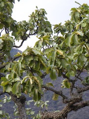 Quercus resinosa