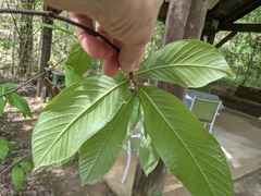 Asimina triloba