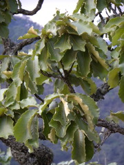 Quercus resinosa