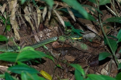 Chironius bicarinatus