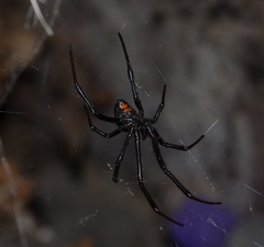Latrodectus hesperus