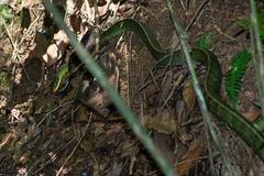 Chironius bicarinatus