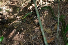 Chironius bicarinatus