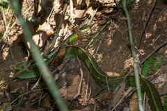 Chironius bicarinatus