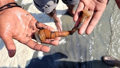 Paracondylactis sinensis