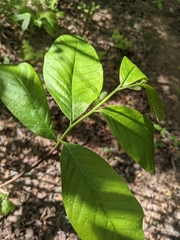 Asimina triloba