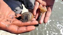 Paracondylactis sinensis