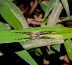 Thaumasia senilis
