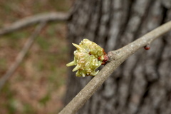 Andricus murtfeldtae