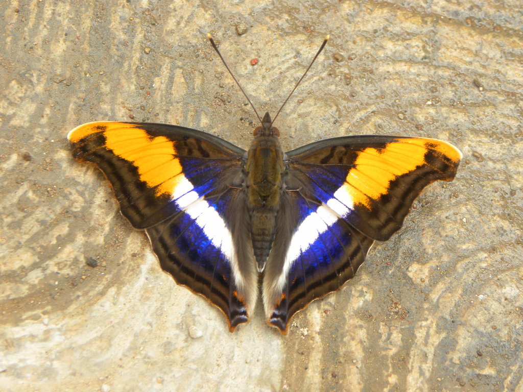 Silver Emperor