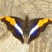 Mariposa Emperador - Photo (c) Ma. Eugenia Mendiola González, algunos derechos reservados (CC BY-NC)