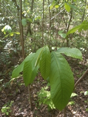 Asimina triloba