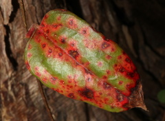 Puccinia smilacis