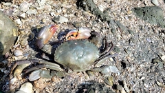 Scylla tranquebarica