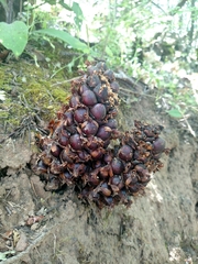 Kopsiopsis strobilacea