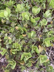 Image of Garberia heterophylla