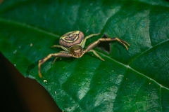 Runcinioides litteratus