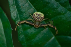 Runcinioides litteratus