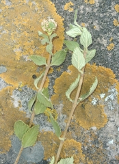 Lantana balansae