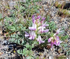 Astragalus succumbens