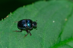 Scarabaeinae