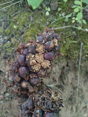 Kopsiopsis strobilacea