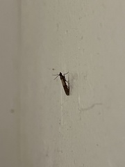 Plodia interpunctella