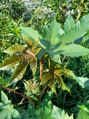 Ricinus communis