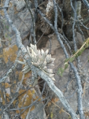 Tillandsia pedicellata
