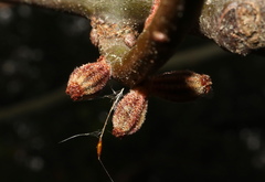 Callirhytis rugulosa