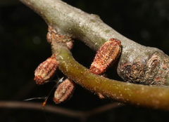 Callirhytis rugulosa