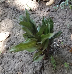 Epipactis helleborine