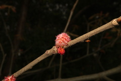 Dryocosmus floridensis