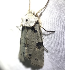 Lithophane querquera