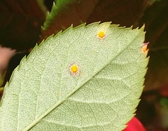 Phragmidium tuberculatum