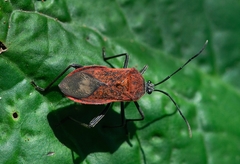 Laminiceps