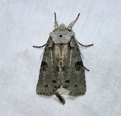 Lithophane querquera