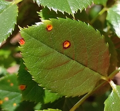 Phragmidium tuberculatum