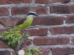 Pitangus sulphuratus