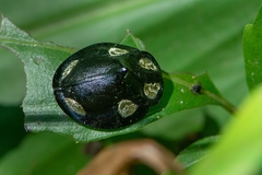Mesomphalia sublaevis