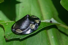 Mesomphalia turrita