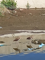 Eudocimus albus
