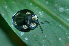 Mesomphalia turrita