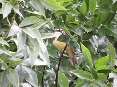 Pitangus sulphuratus