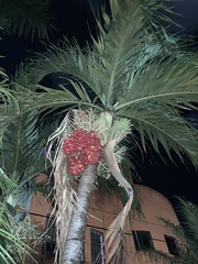 Arecaceae