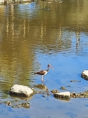 Eudocimus albus