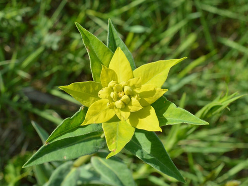 Euphorbia salicifolia